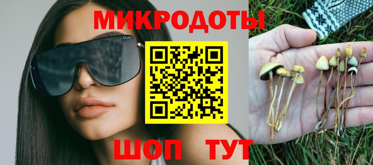 Галлюциногенные грибы Psilocybe Гусев